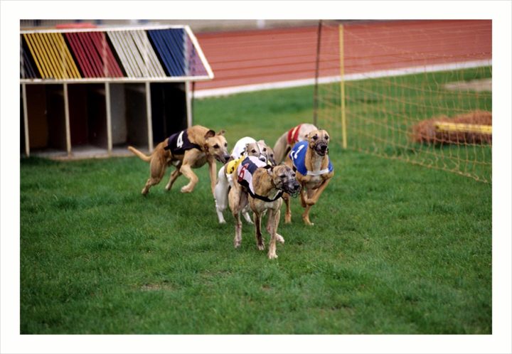 Courses de chien Courbevoie © Didier Raux 9