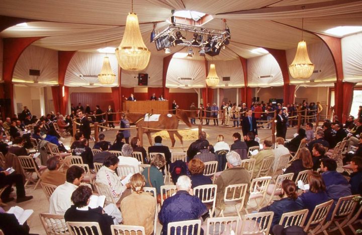 D Saint Cloud Ventes de chevaux Goffs © D Raux 4