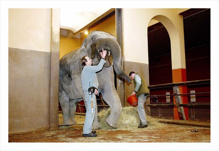 SOIGNEURS ZOO DE VINCENNES © Didier Raux 5