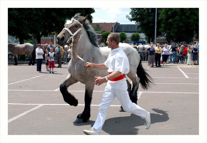 CHEVAUX DE TRAIT VILLE D'ALBERT © Didier Raux 5